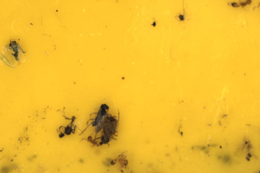 Image 12